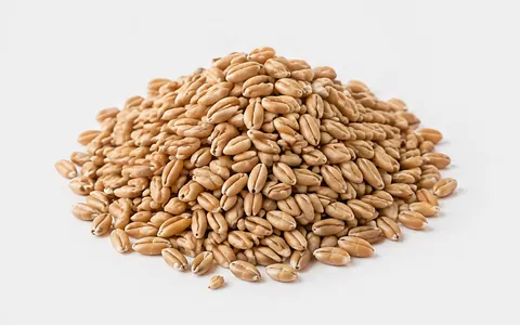 Wheat Grain, illustrative unbranded product